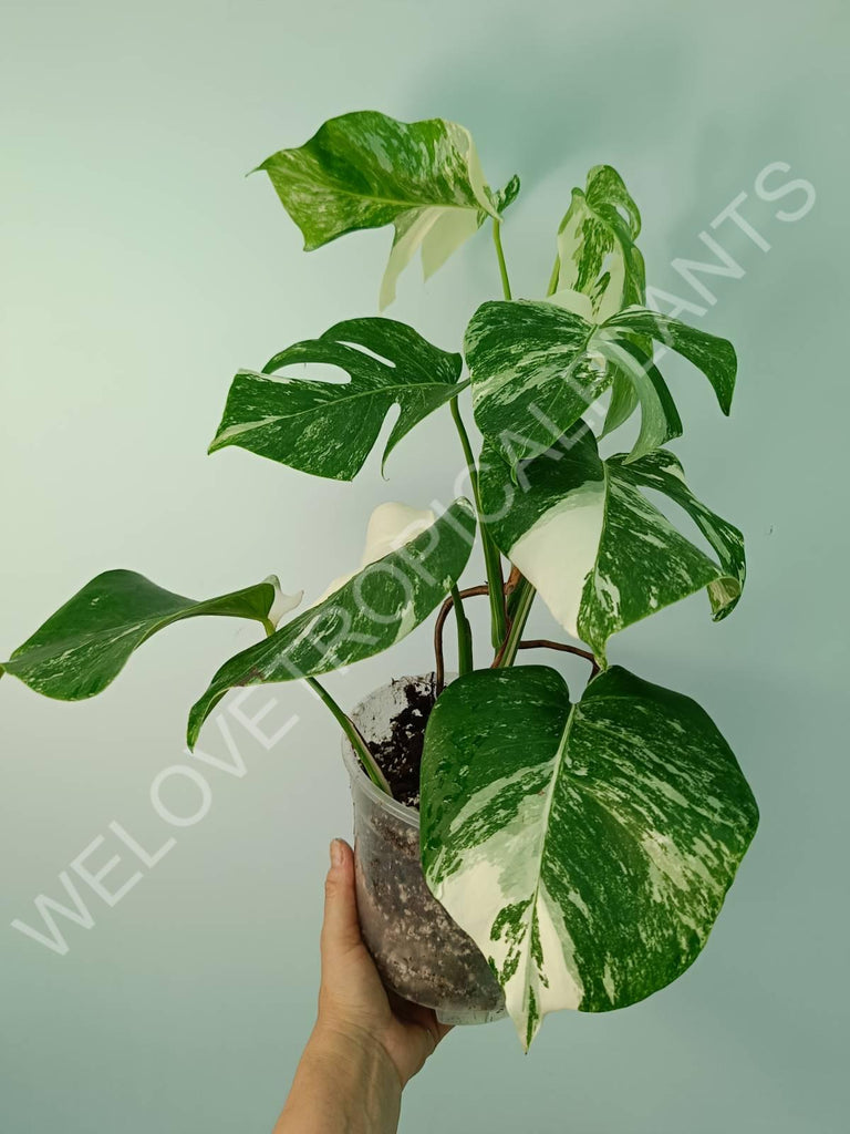 Monstera variegata albo 