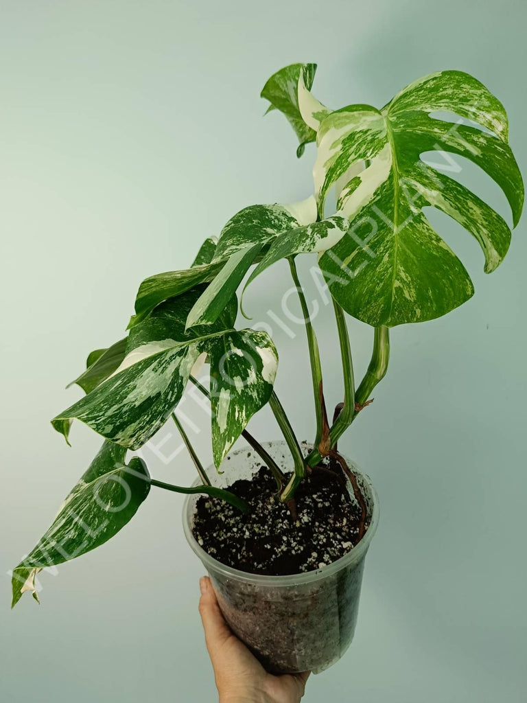 Monstera variegata albo 