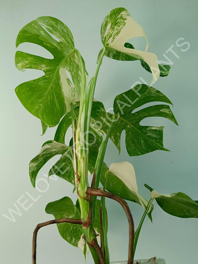 Monstera variegata albo 