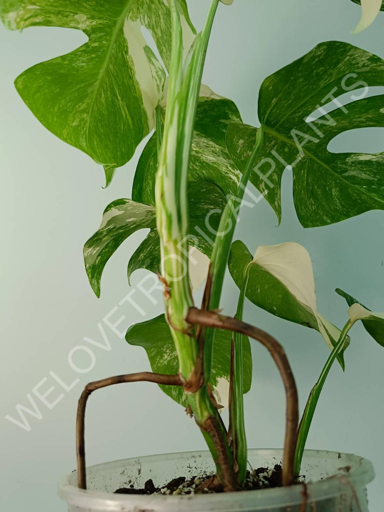 Monstera variegata albo 