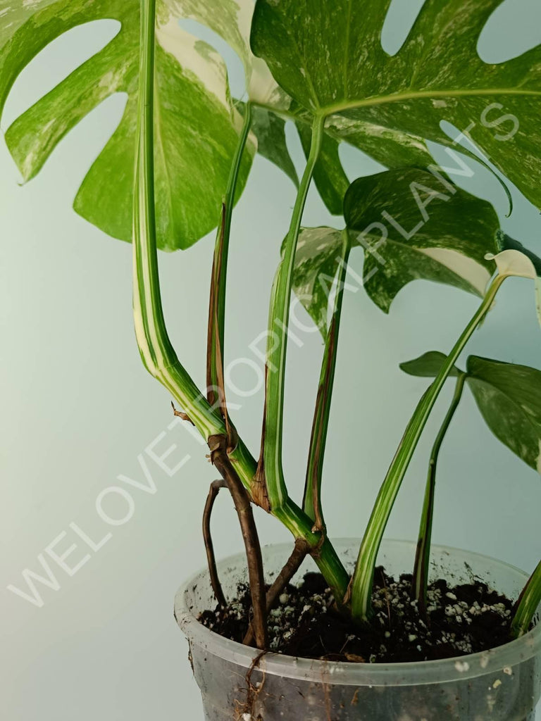 Monstera variegata albo 