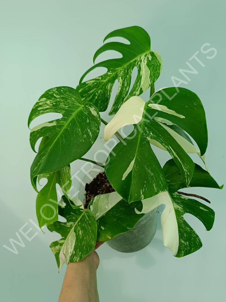 Monstera variegata albo