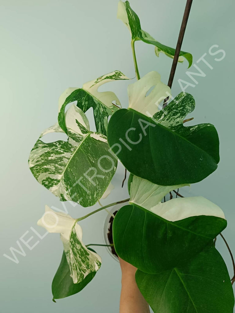 Monstera variegata albo