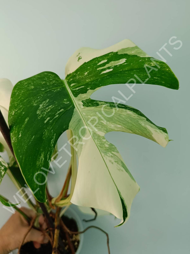 Monstera variegata albo