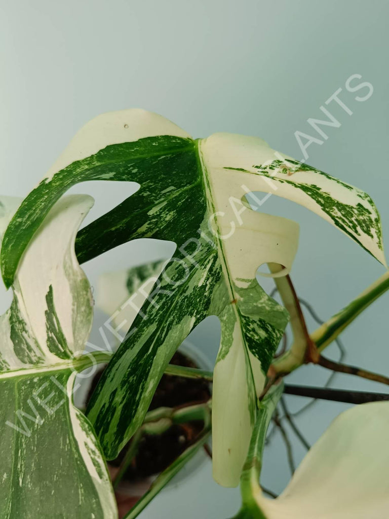 Monstera variegata albo