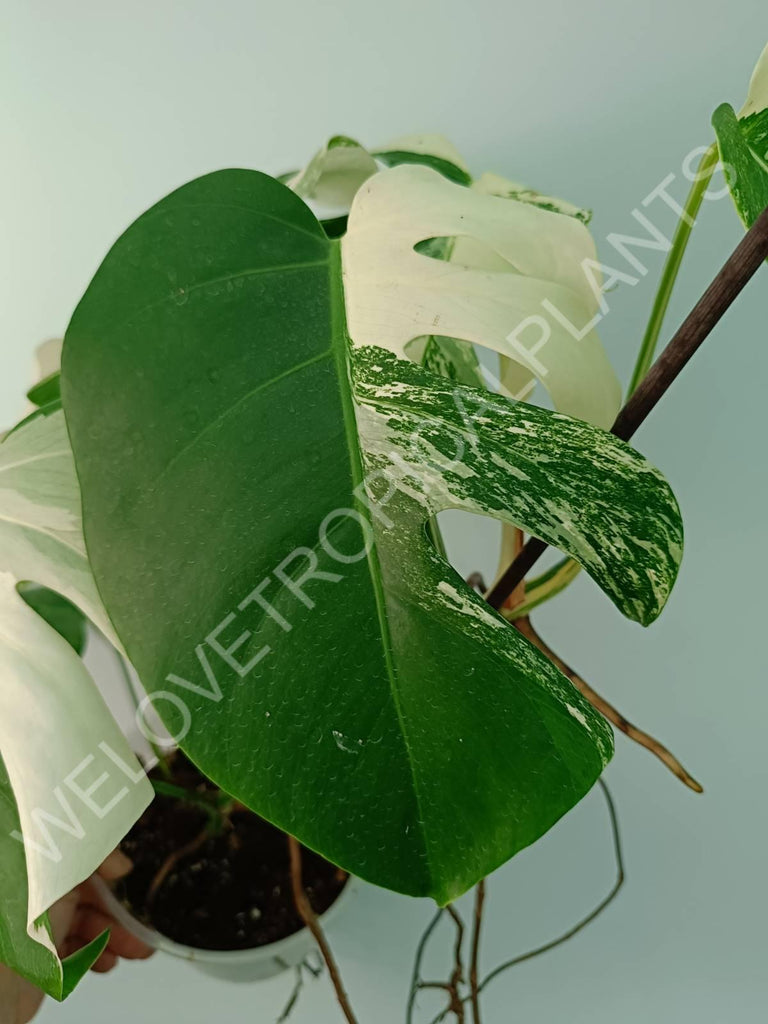 Monstera variegata albo