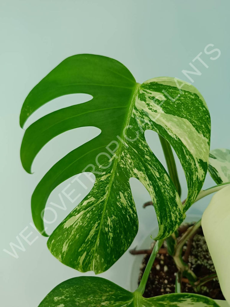 Monstera variegata albo