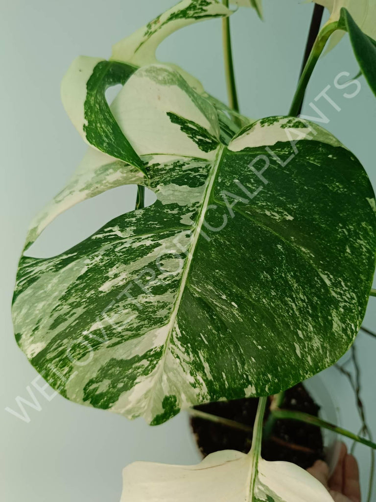 Monstera variegata albo