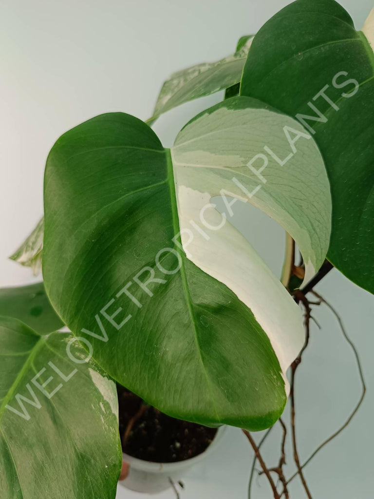 Monstera variegata albo