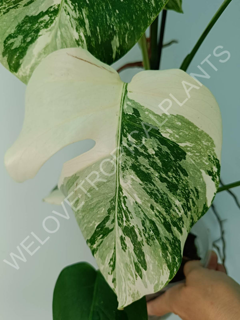 Monstera variegata albo