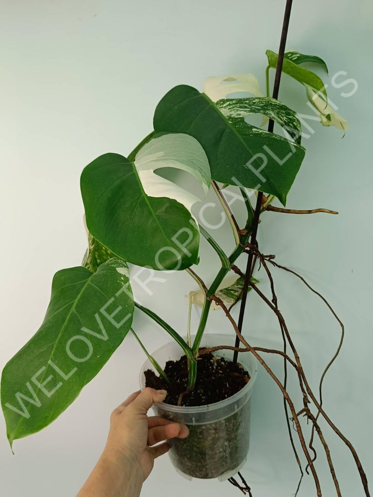 Monstera variegata albo