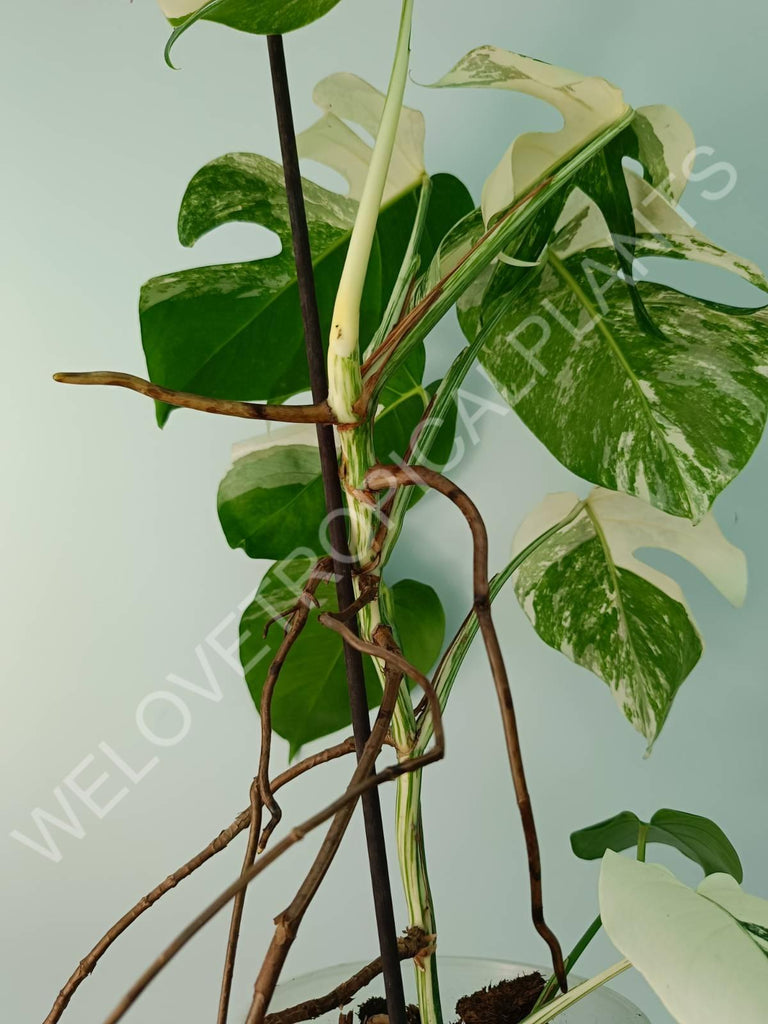 Monstera variegata albo