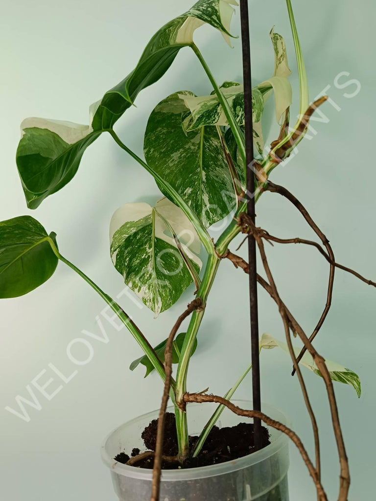 Monstera variegata albo