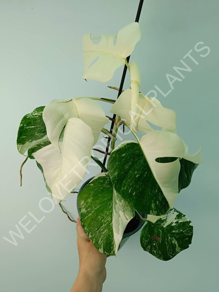 Monstera variegata albo fullmoon