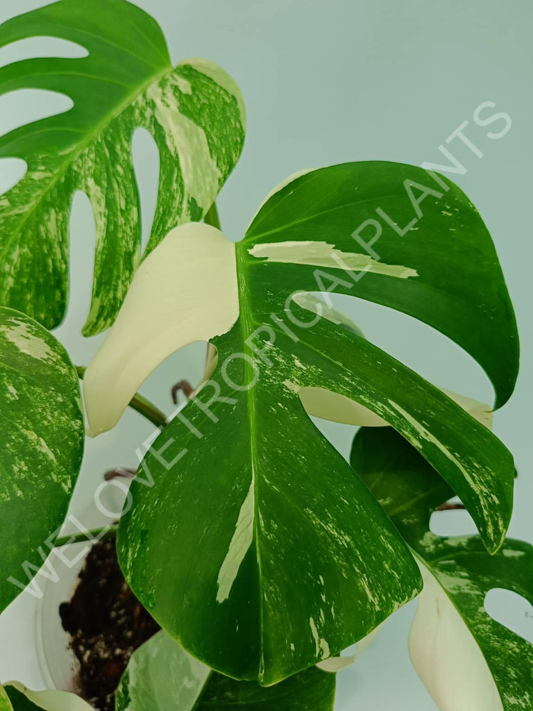 Monstera variegata albo