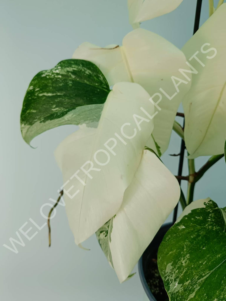 Monstera variegata albo fullmoon