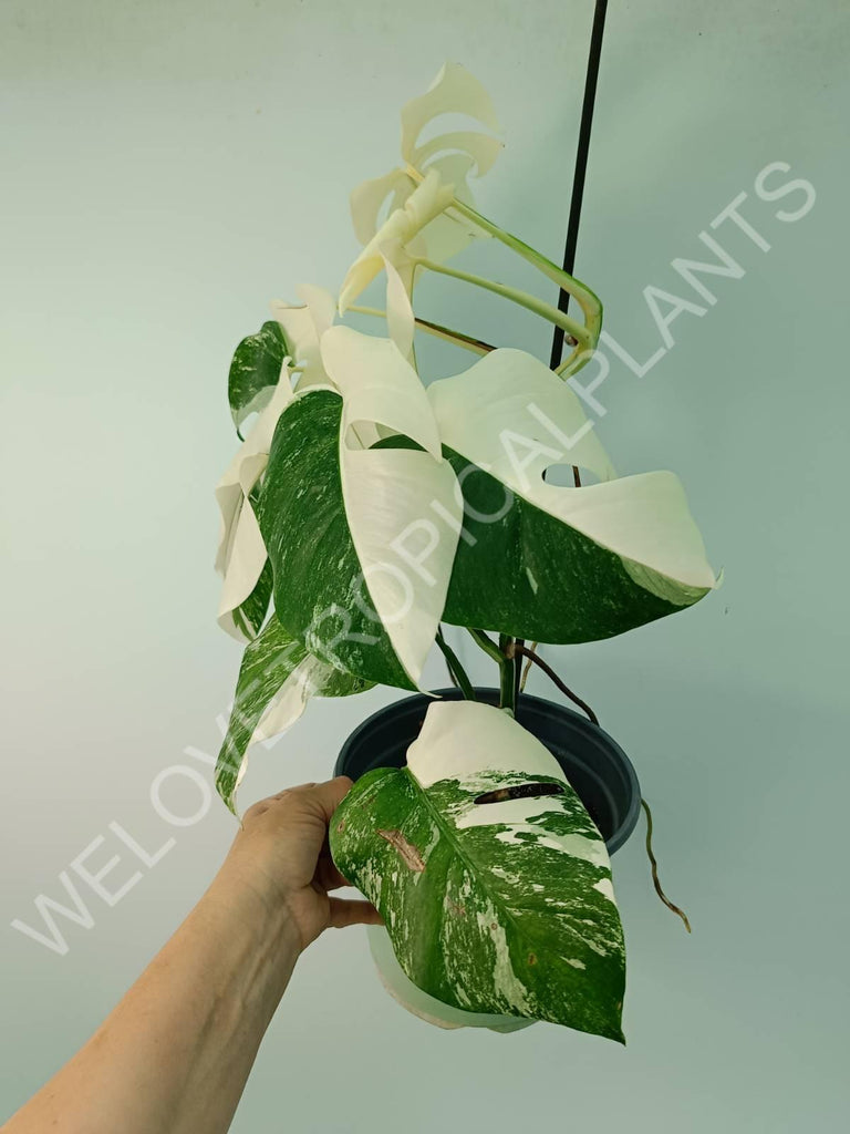 Monstera variegata albo fullmoon