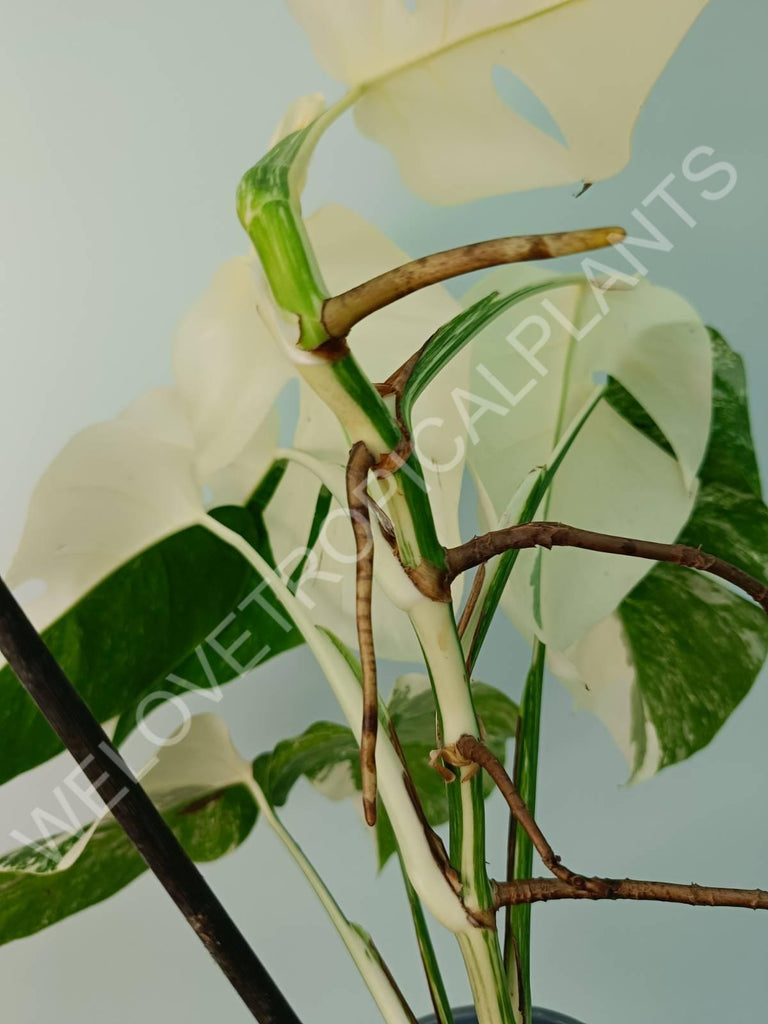 Monstera variegata albo fullmoon