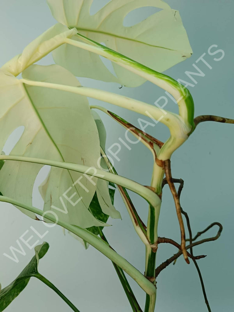 Monstera variegata albo fullmoon