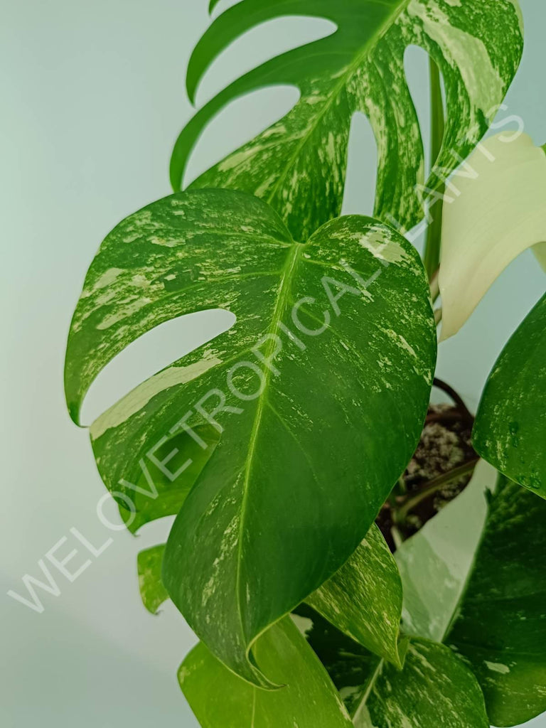 Monstera variegata albo