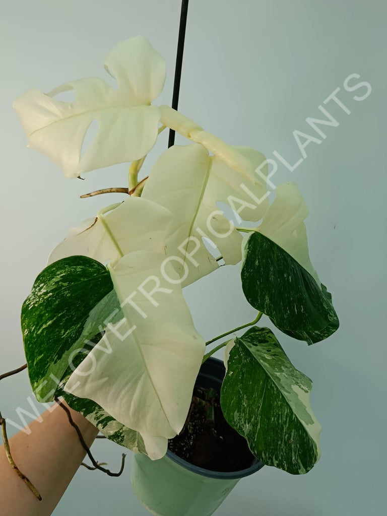 Monstera variegata albo fullmoon