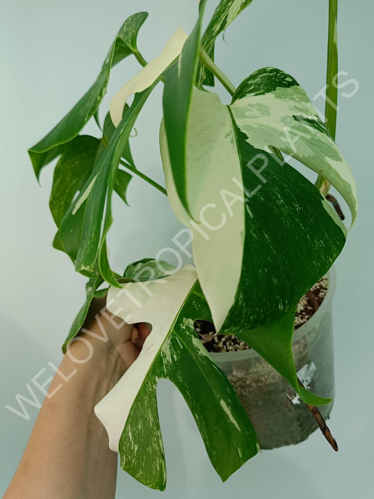 Monstera variegata albo