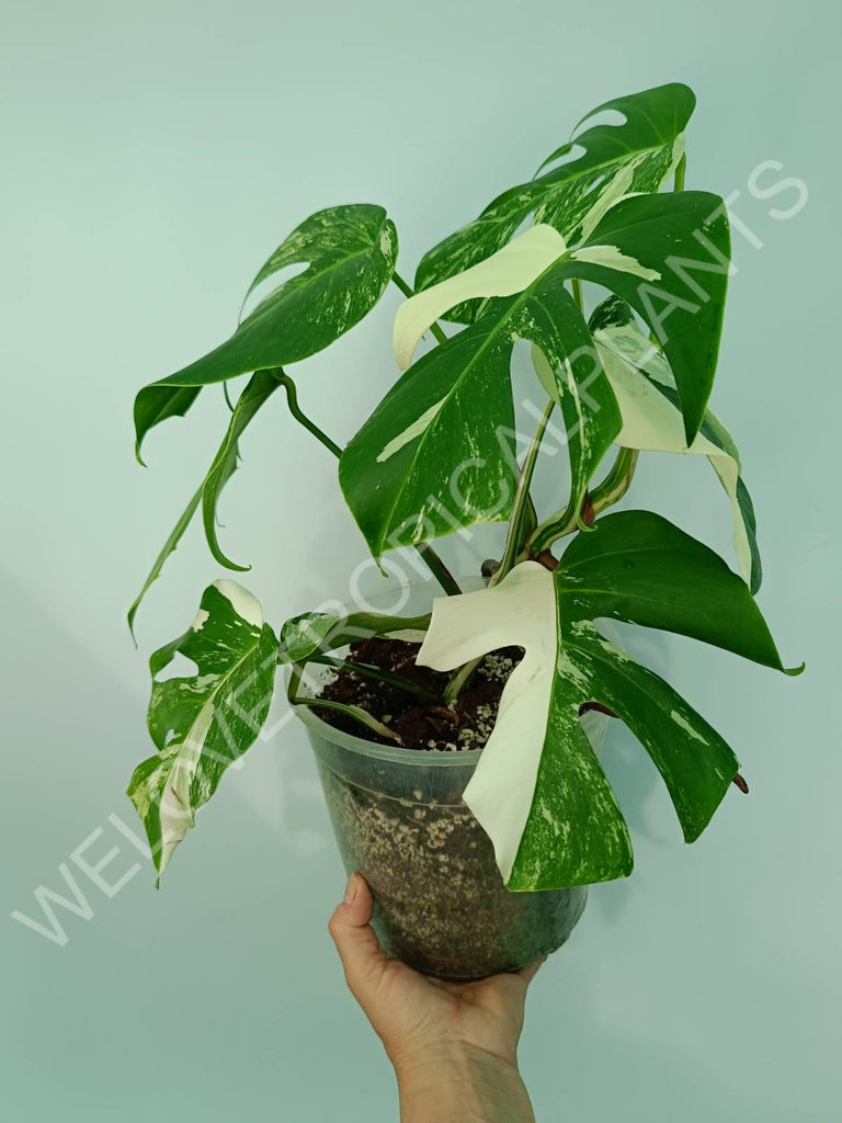 Monstera variegata albo