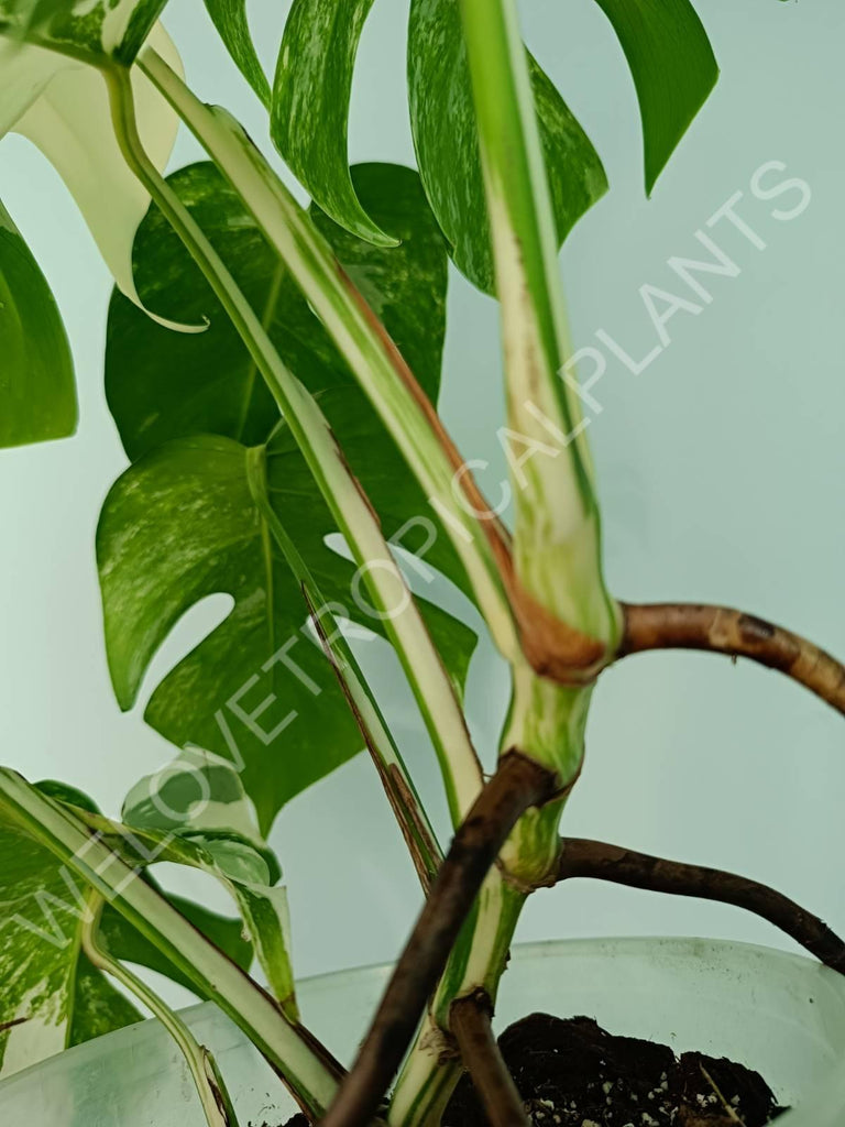 Monstera variegata albo