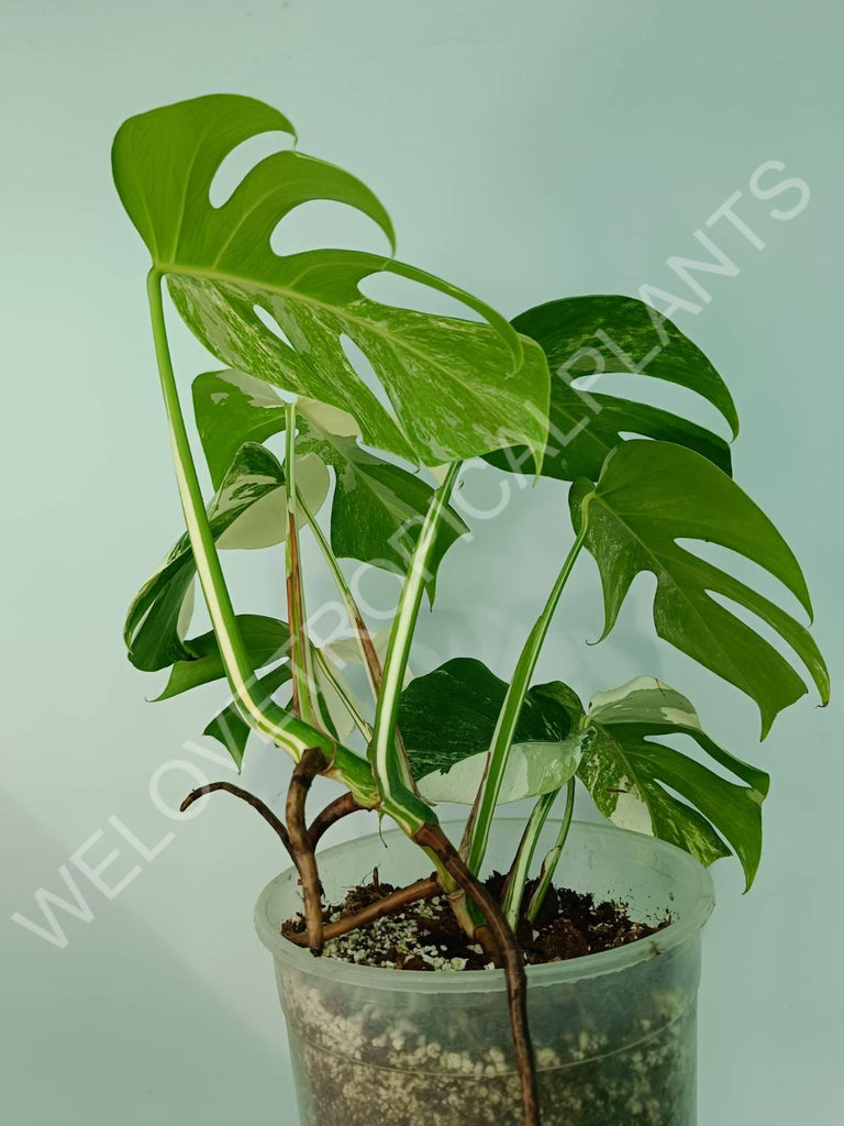 Monstera variegata albo