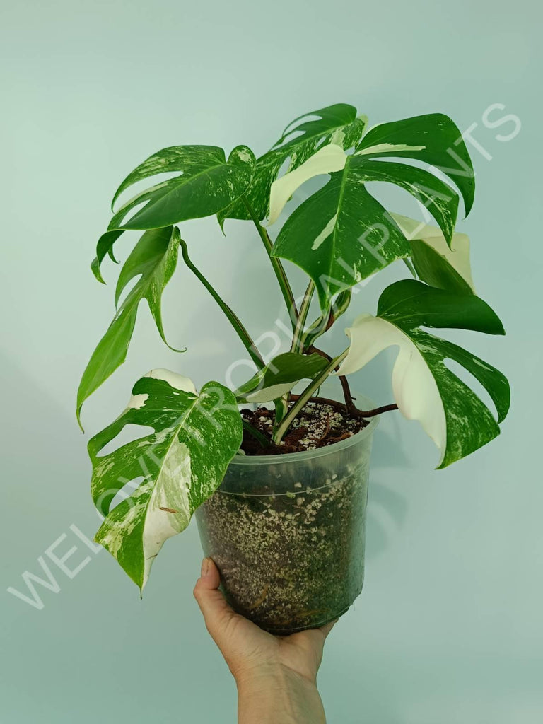 Monstera variegata albo