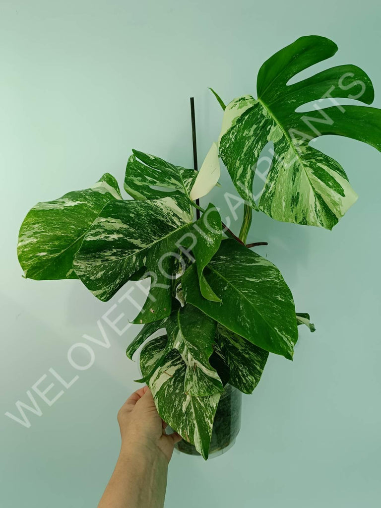 Monstera variegata albo