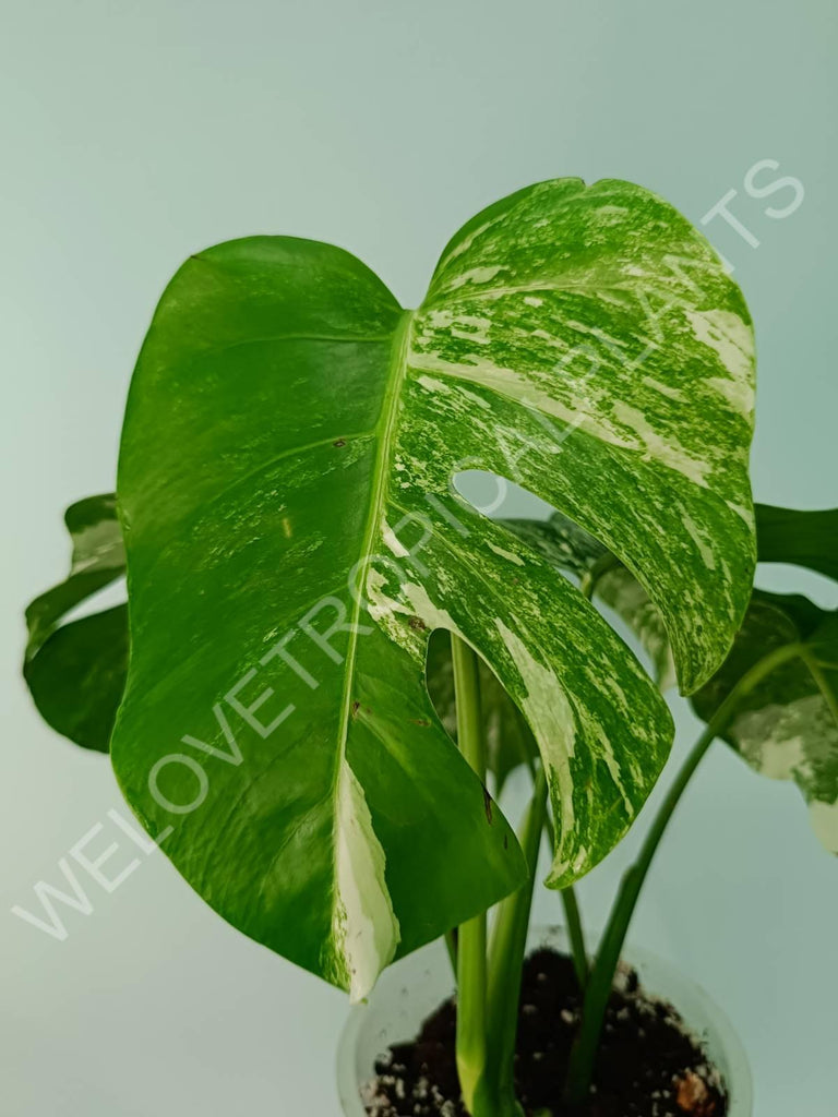 Monstera variegata albo