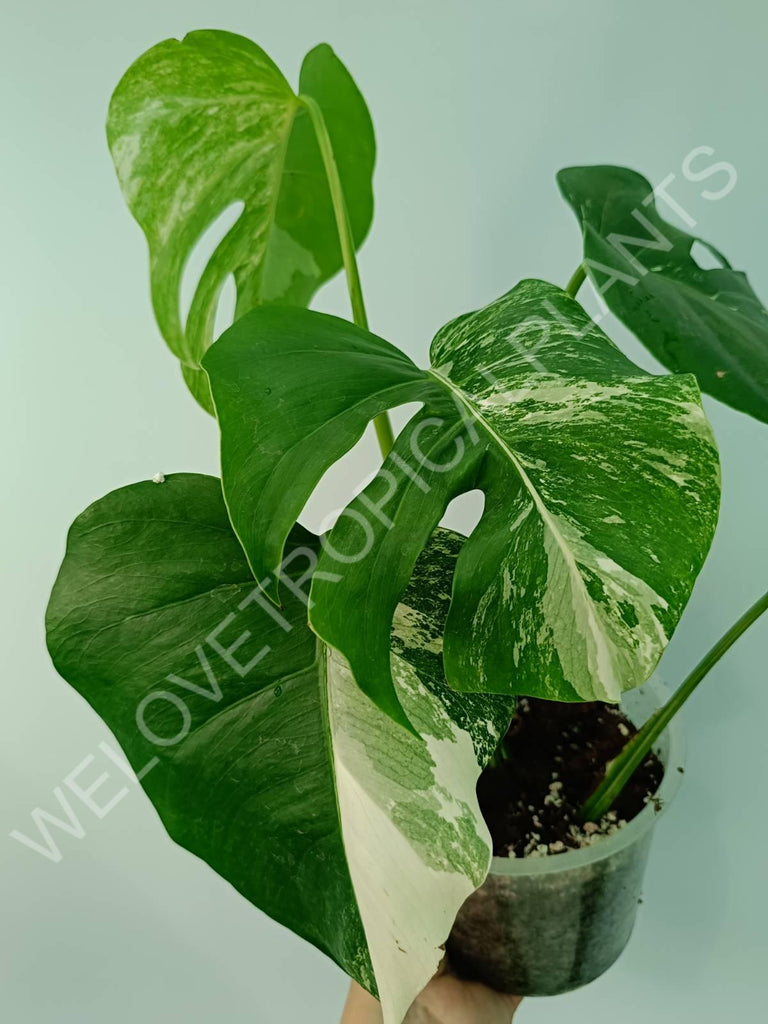 Monstera variegata albo