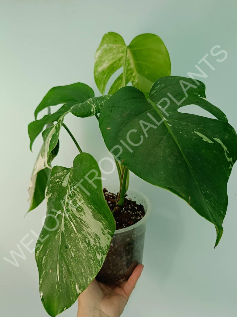 Monstera variegata albo