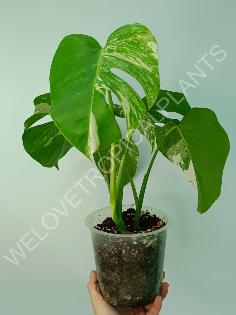 Monstera variegata albo