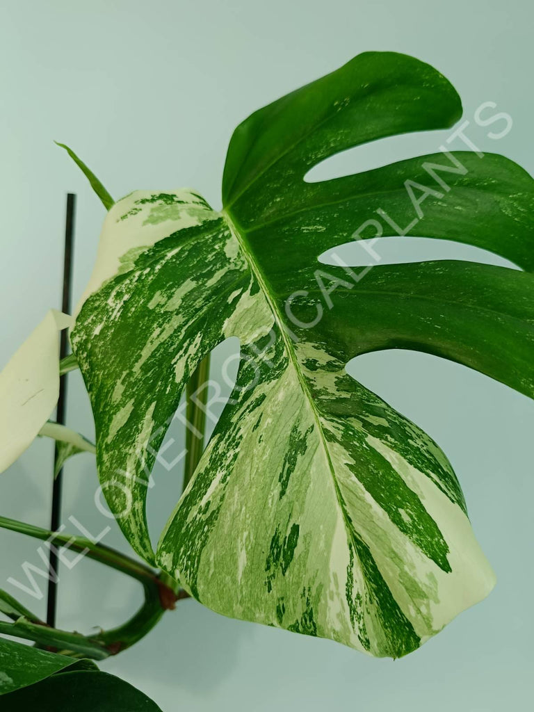 Monstera variegata albo