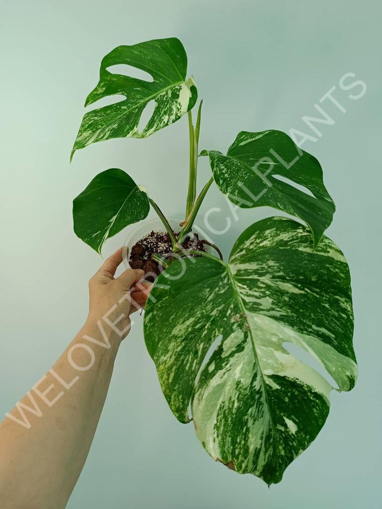 Monstera variegata albo