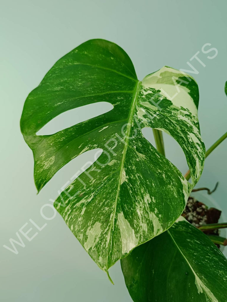 Monstera variegata albo