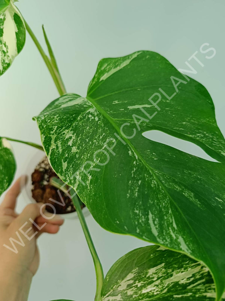 Monstera variegata albo