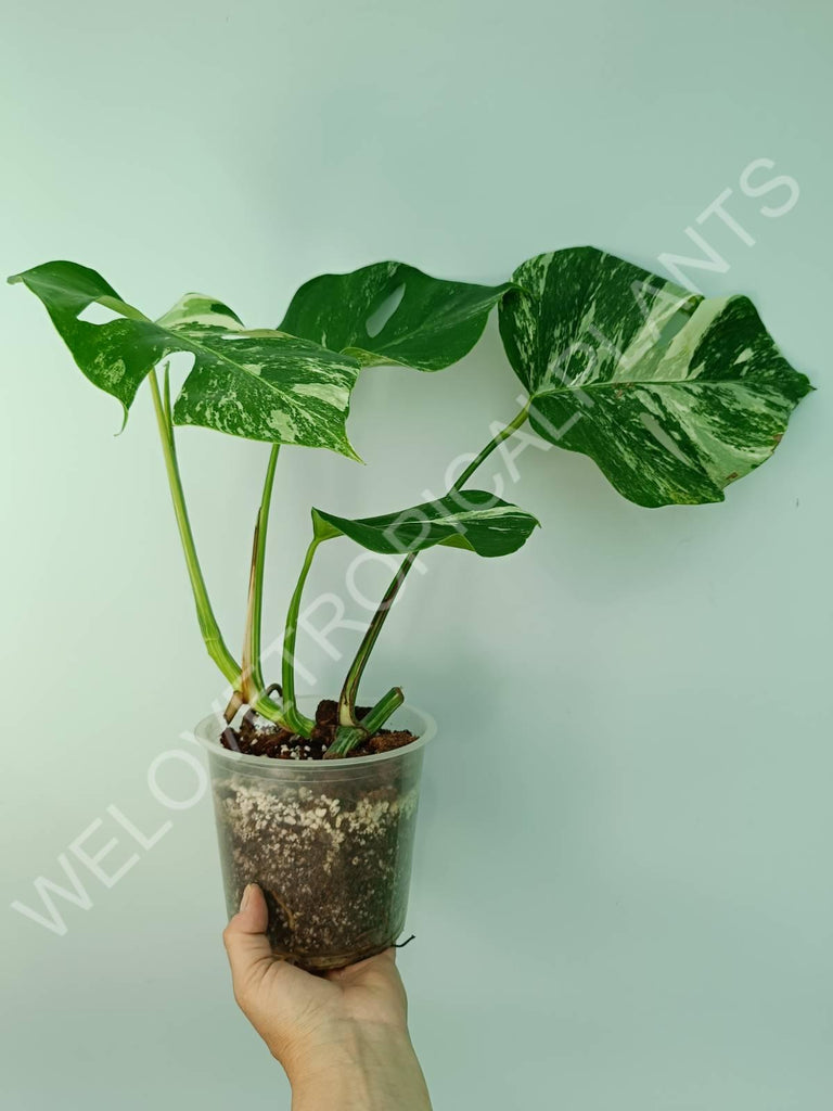 Monstera variegata albo