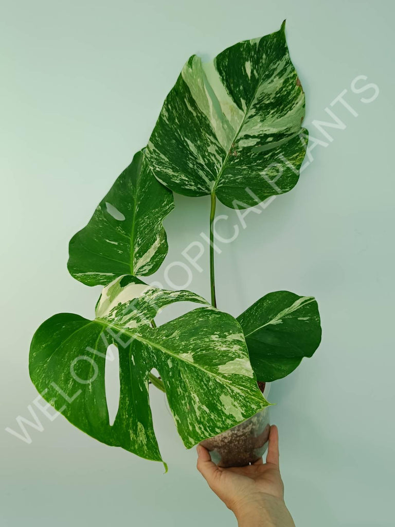 Monstera variegata albo