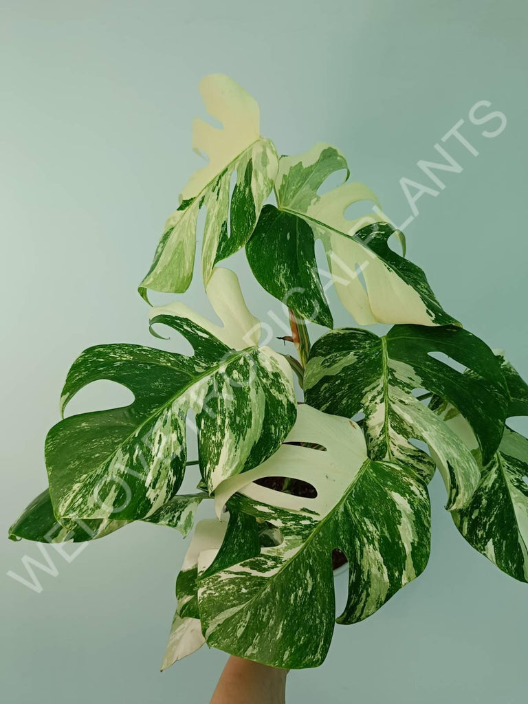 Monstera variegata albo