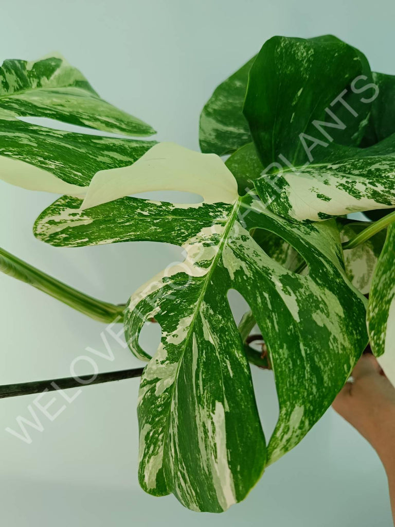 Monstera variegata albo