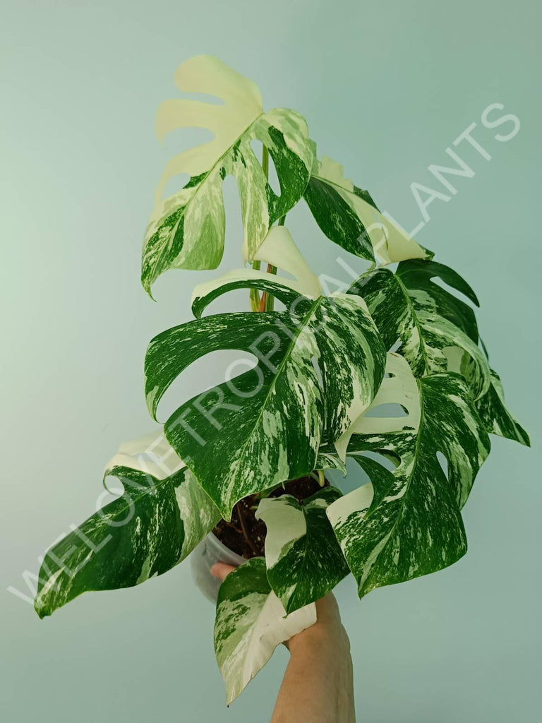 Monstera variegata albo