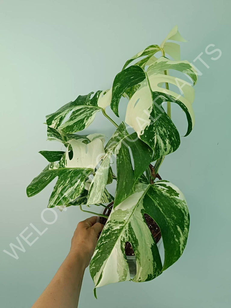 Monstera variegata albo