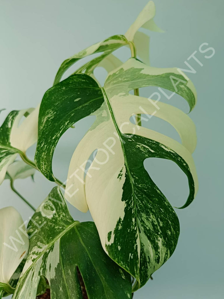 Monstera variegata albo