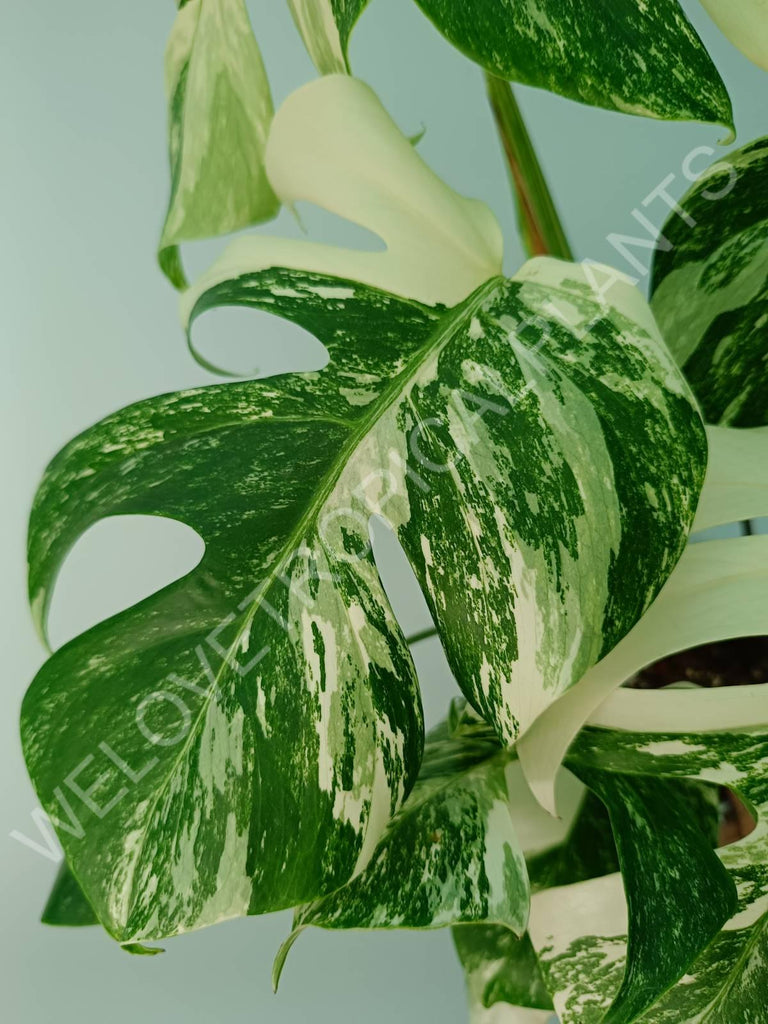 Monstera variegata albo