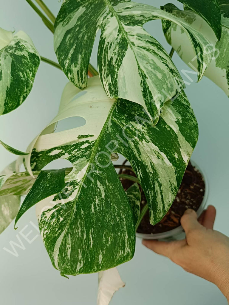 Monstera variegata albo