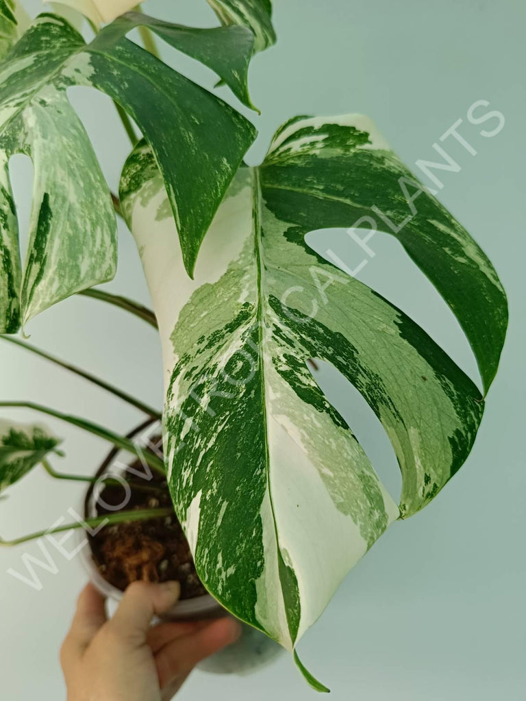 Monstera variegata albo