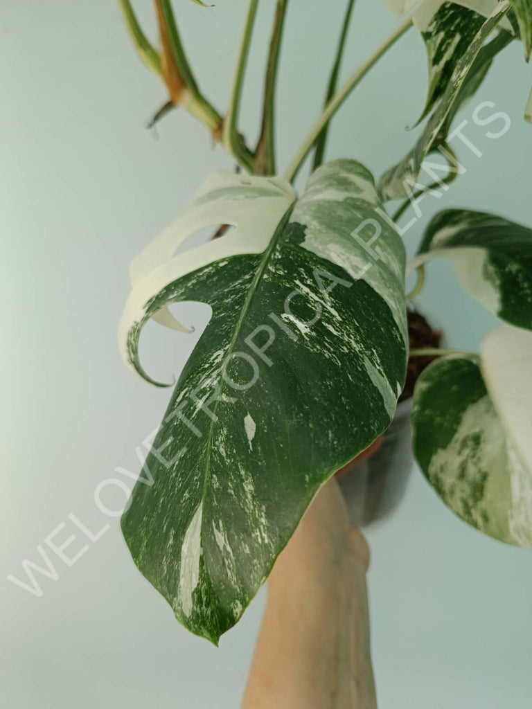 Monstera variegata albo